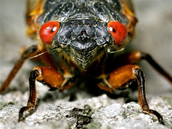 Chicago-area cicadas may soon be infected with STD that turns them into ‘zombies’