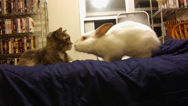 Producer Dan has a strict “No Rabbit On The Bed” rule…