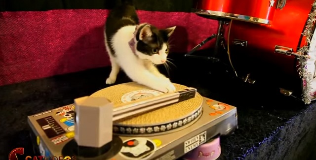 The Amazing Acro-Cats Are Hiring!