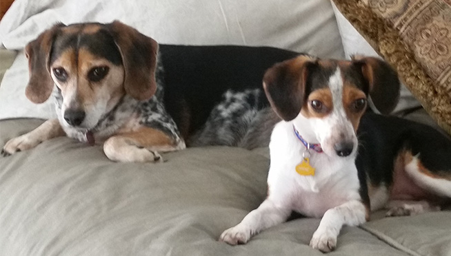 Happy Puppy Day!!!