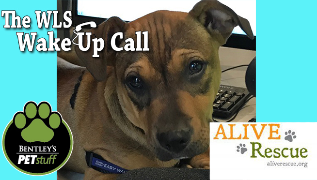 This Puppy Needs a Home – The WLS Wake Up Call