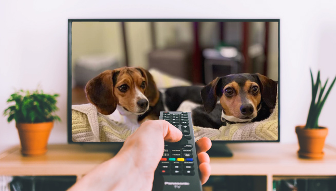 Company wants to pay someone $1,000 to watch and review 6 Dog Movies
